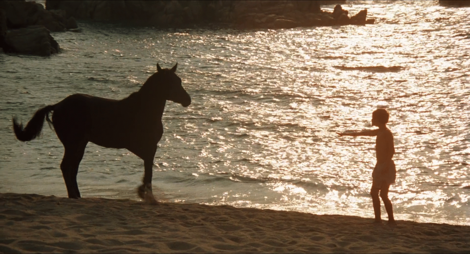 Black Stallion, The (1979)